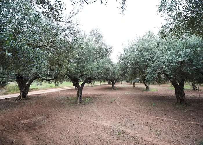 Oleopetra