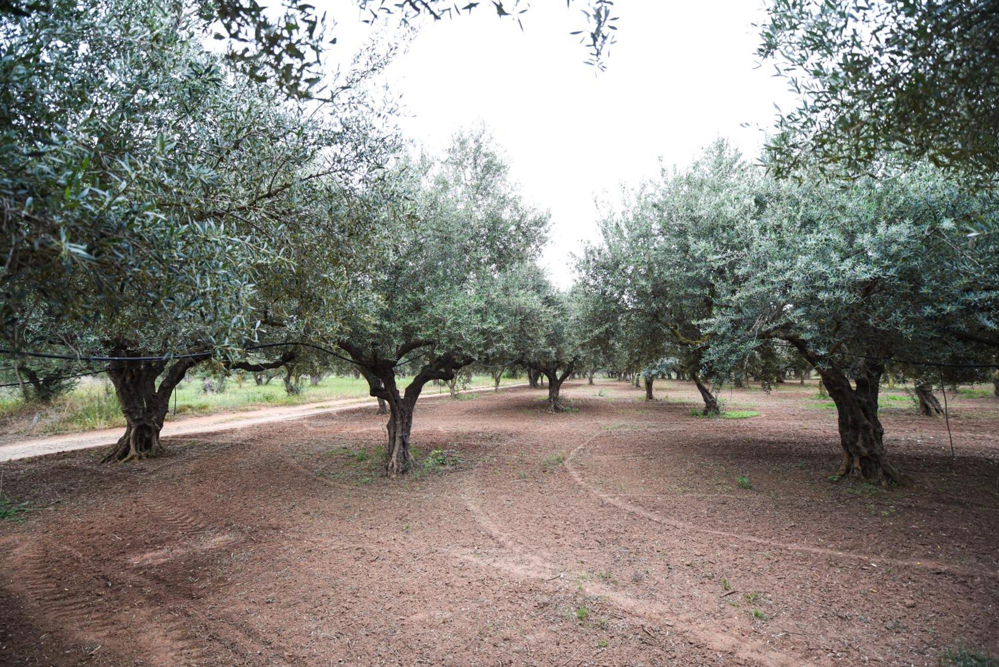 Oleopetra
